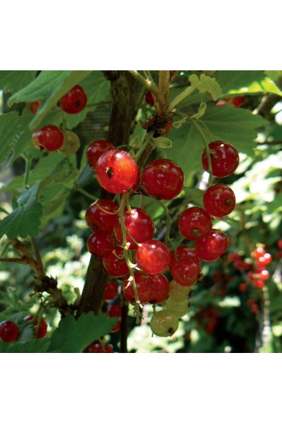 Ribes rubrum Kiyanochka